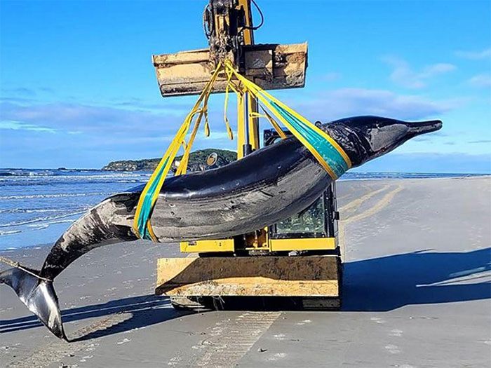 Xác cá voi hiếm gặp nhất thế giới dạt vào bờ biển New Zealand