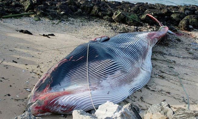 Xác cá voi khổng lồ dài 19m dạt vào bờ biển