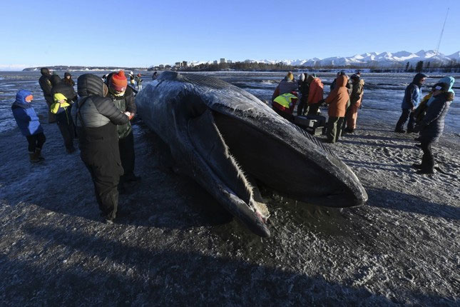 Xác cá voi khổng lồ trôi dạt vào bãi biển Alaska