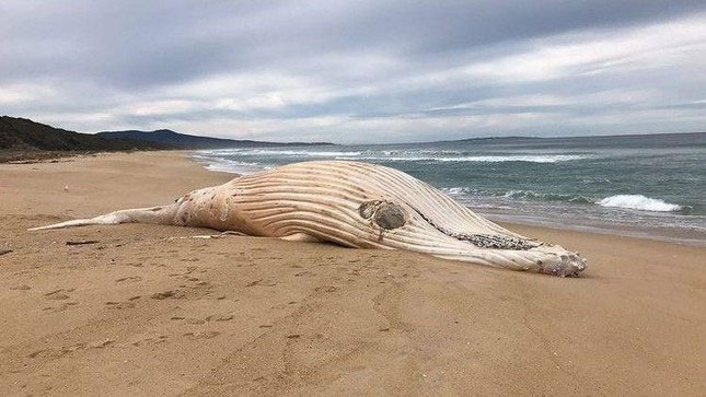 Xác cá voi lưng gù trắng cực hiếm dạt vào bãi biển Australia
