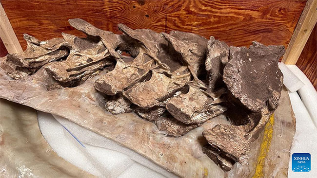 Xác định hóa thạch xương khủng long niên đại 90 triệu năm thuộc loài mới được biết đến