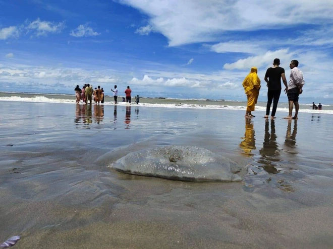 Xác hàng trăm con sứa khổng lồ dạt vào bờ biển Bangladesh