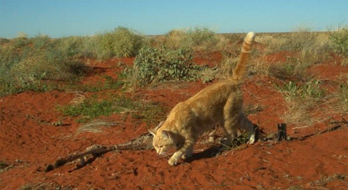 Xác kangaroo bị mèo ăn đến trơ xương
