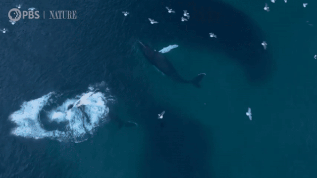 Xem cá voi sát thủ nuốt cả trăm con cá trích chỉ trong một cú đớp