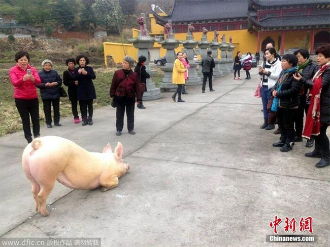 Xôn xao clip chú lợn quỳ gối hàng tiếng đồng hồ trước cửa chùa khi bị bắt tới lò mổ