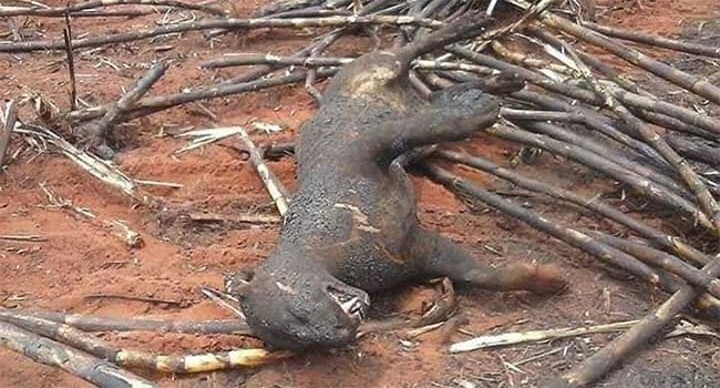 Xót xa nhìn những con thú chết cháy khi rừng Amazon bị bà hỏa ghé thăm