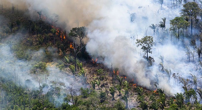 Xót xa nhìn những con thú chết cháy khi rừng Amazon bị bà hỏa ghé thăm