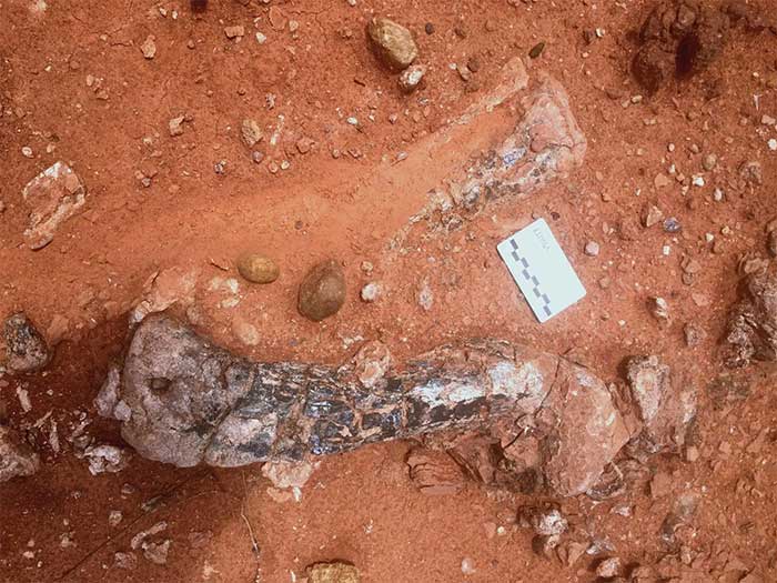 Xương quái thú 210 triệu năm tuổi từ kỷ Tam Điệp hiện hình ở Zimbabwe