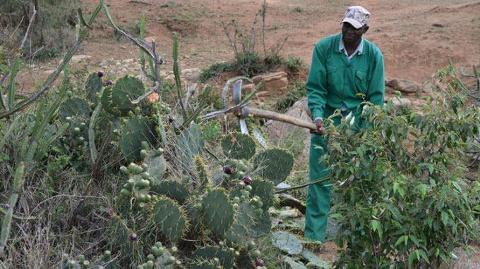 Xương rồng xâm lấn đất nông nghiệp tại Kenya