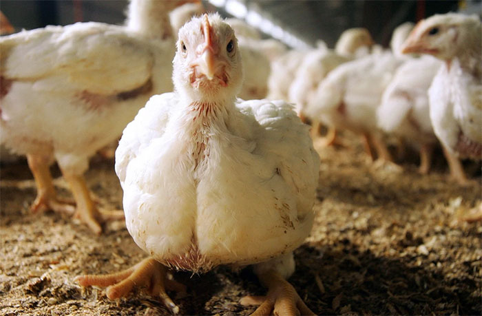 Ý tưởng táo bạo của công ty Anh: Biến lông gà thành món ăn