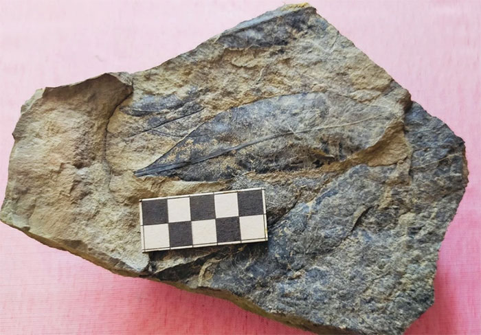 Yên Bái phát hiện hóa thạch hơn 5 triệu năm tuổi
