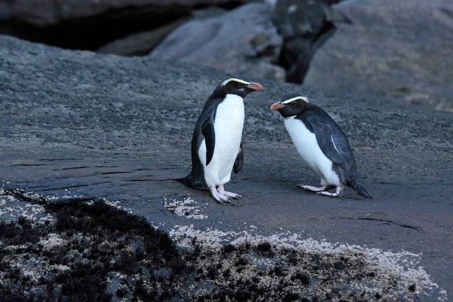 Chim cánh cụt cổ đại cao bằng người từng sống ở lục địa mất tích thứ 8 của Trái Đất