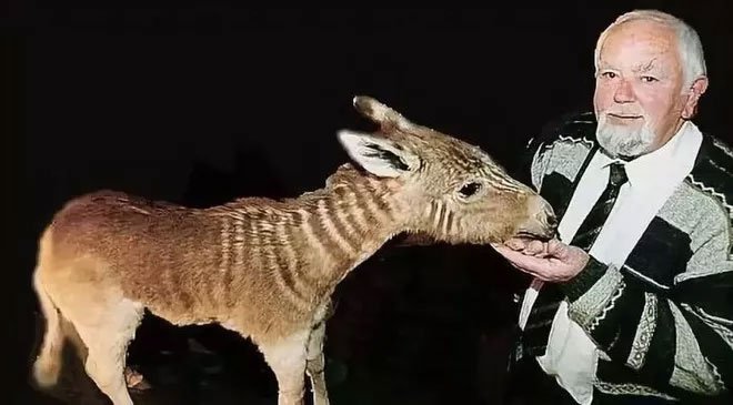 Đã tuyệt chủng một thế kỷ, liệu loài ngựa vằn tàn lụi này có thể thực sự sống lại?