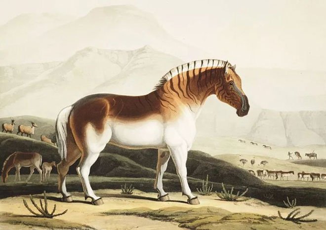 Đã tuyệt chủng một thế kỷ, liệu loài ngựa vằn tàn lụi này có thể thực sự sống lại?