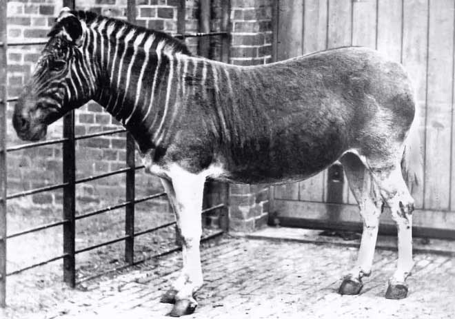 Đã tuyệt chủng một thế kỷ, liệu loài ngựa vằn tàn lụi này có thể thực sự sống lại?