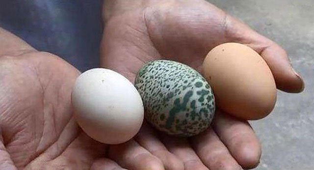 Gà đẻ trứng xanh cực hiếm ở Trung Quốc