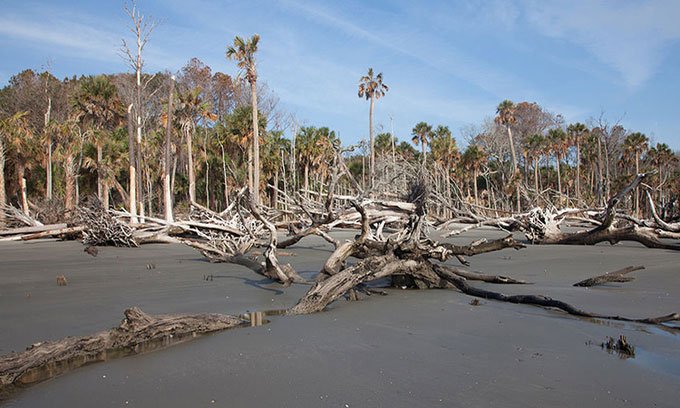 Rừng ma lan rộng trên bờ biển North Carolina