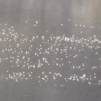 10.000 con ngỗng chết la liệt trong hồ nước nhiễm độc ở Mỹ