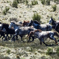 10.000 con ngựa hoang ở Australia sẽ bị xóa sổ vì sinh sôi quá nhiều