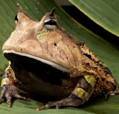 11 loài cóc, ếch kỳ lạ: Việt Nam có 2 đại diện
