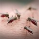 11 lý do muỗi là loài nguy hiểm nhất trên Trái đất