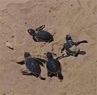 17 con rùa biển quý hiếm vừa chào đời trên bãi biển Nhơn Hải