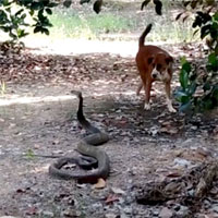2 chú chó phát hiện rắn hổ mang chúa dài 3,7m trong vườn, liệu con nào sẽ thắng?