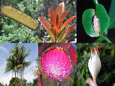 2009 bội thu những khám phá thực vật