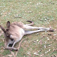 25 hình ảnh kỳ lạ chỉ có ở nước Úc bạn cần biết nếu muốn đến đó