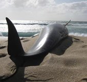 28 con cá voi bị mắc cạn ở bãi biển New Zealand