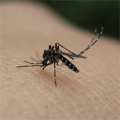 5 lý do bạn bị muỗi đốt nhiều hơn người khác