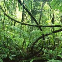 5 sự thật kỳ thú về rừng nhiệt đới Amazon