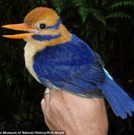 50 năm tìm chim quý rồi giết