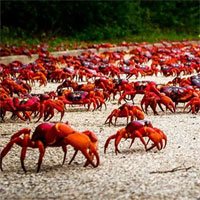 50 triệu con cua đỏ xâm chiếm đảo Giáng Sinh ở Australia