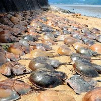 500 con sam chết bất thường trên bờ biển Nhật