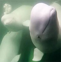 55.000 cá voi trắng di cư tới vịnh biển Canada