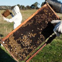75% mật ong được lấy mẫu trên thế giới bị nhiễm thuốc trừ sâu