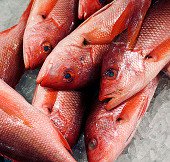 84% lượng cá thế giới bị nhiễm độc thủy ngân