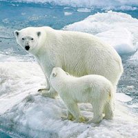 9 điều thú vị về Nam cực và Bắc cực