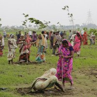 Ấn Độ trồng 50 triệu cây chỉ trong một ngày