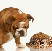 Ăn nhầm thực phẩm chó, mèo có nguy hiểm?