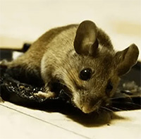Anh cấm keo dính chuột vì cách diệt chuột này… vô nhân đạo