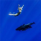 Ảnh chụp dưới nước tuyệt đẹp của con người và cá voi