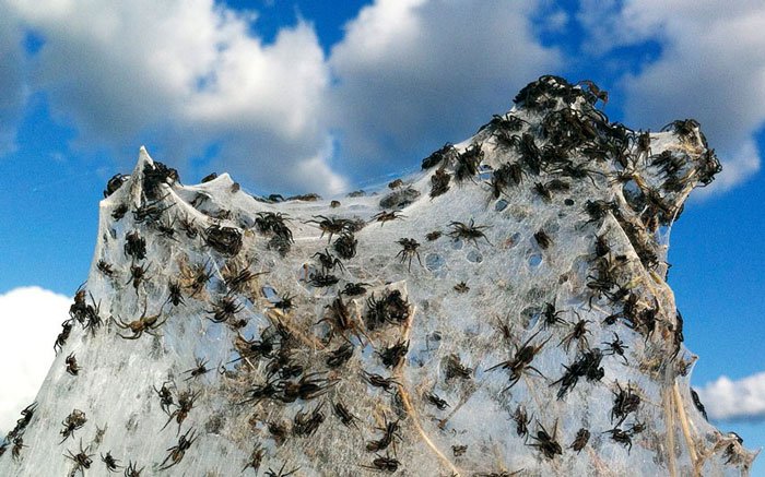 Ảnh đẹp: Hàng ngàn con nhện trốn lũ ở Australia