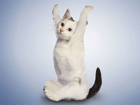 Ảnh đẹp: Mèo tập yoga