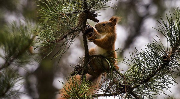 Ảnh đẹp: Sóc tìm kiếm thức ăn trên cây thông