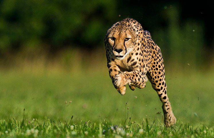 Ảnh động vật tuần qua: Báo Cheetah phá kỷ lục thế giới