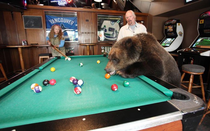 Ảnh động vật tuần qua: Gấu học chơi bi-a