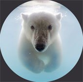 Ảnh gấu Bắc Cực bơi trong hồ băng