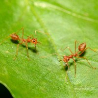 Anh: Phát hiện ra loài kiến có khả năng gây cháy nhà